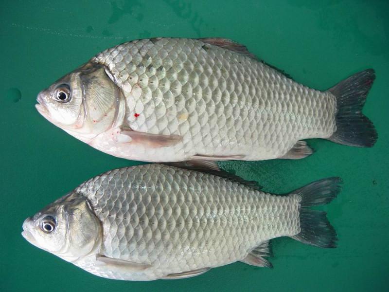  p>白鲫 (carassius auratus cuvieri temminck et
