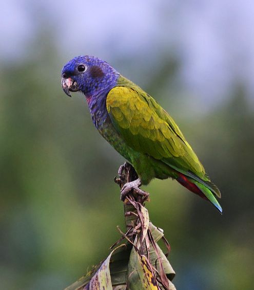  p>蓝头鹦哥(学名: i>pionus menstruus /i>)是 a href="#">鹦鹉科 /a