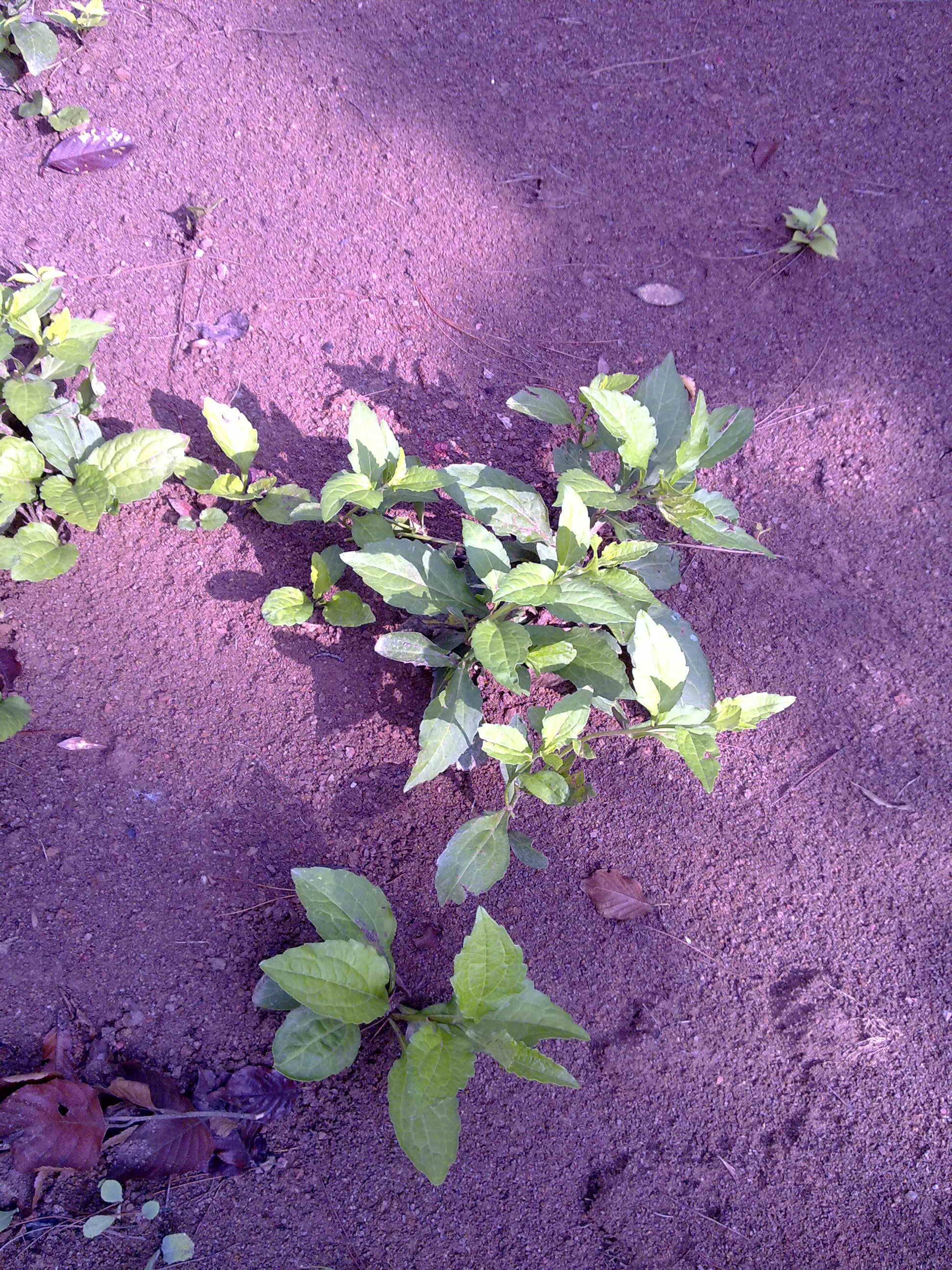  p>小柴胡(common goldenrop),伞形科 a href="#" data-lemmaid="