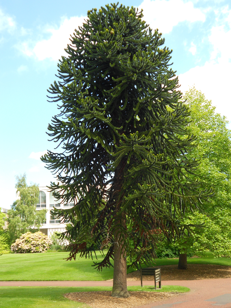 koch):成熟的树木在树冠处拥有高而挺直的树干和一束分支.