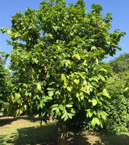 theobroma cacao l.