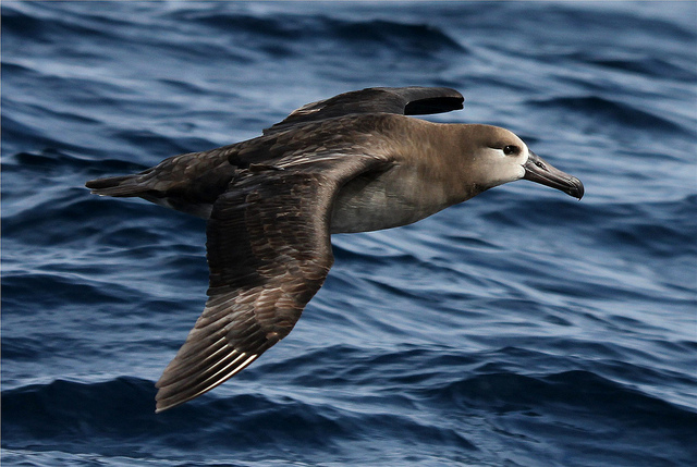  p>黑脚信天翁(学名: i>phoebastria nigripes /i>)为鹱形目 a target