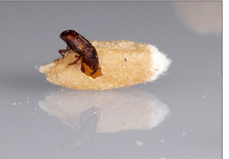  p>米象,俗称蛘子,归属 a href="#">鞘翅目 /a>象虫科,是贮藏 a href=