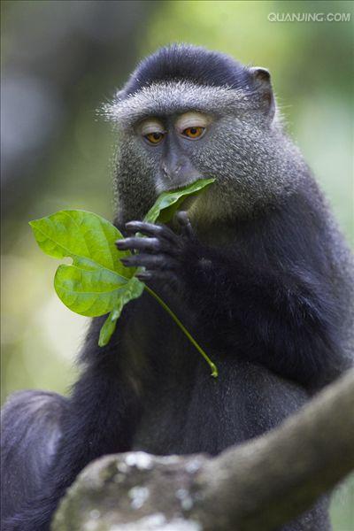  p>青长尾猴是属于 a href="#" data-lemmaid="3516708">脊索动物门 