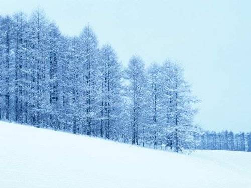 天山雪岭云杉林_百度百科