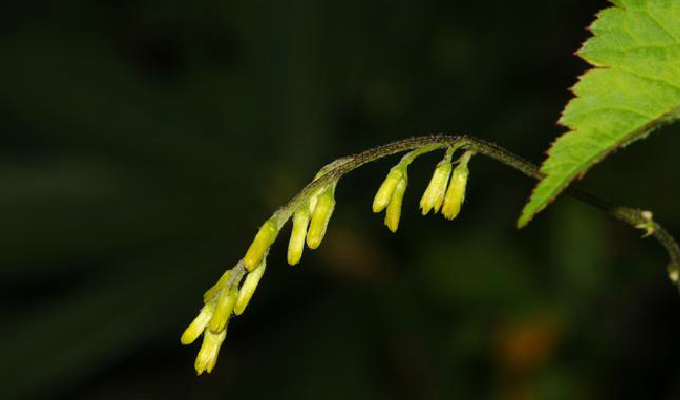 总状花序/795476" data-lemmaid="795476">总状花序 /a>;苞片狭披针形