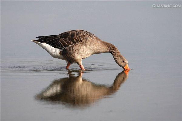  p data-id="tirwakegk3st">雁鹅是雁形目鸭科