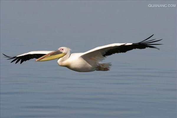  p>白鹈鹕(学名: i>pelecanus onocrotalus /i>),俗名又称 a target="