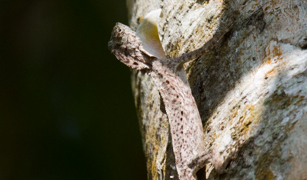  p>裸耳飞蜥, a>鬣蜥科 /a>飞蜥属物种,鼓膜裸露,鼻孔开向背侧,翼膜