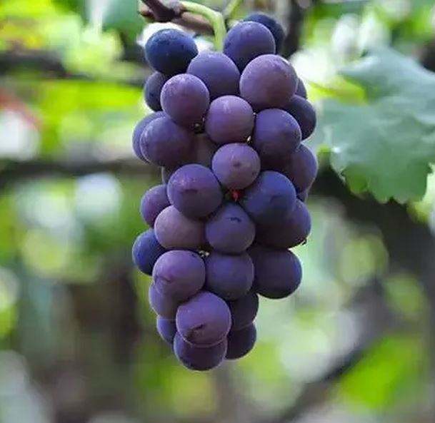 福建省宁德市 a href="#" data-lemmaid="1138018">福安市 /a>特产