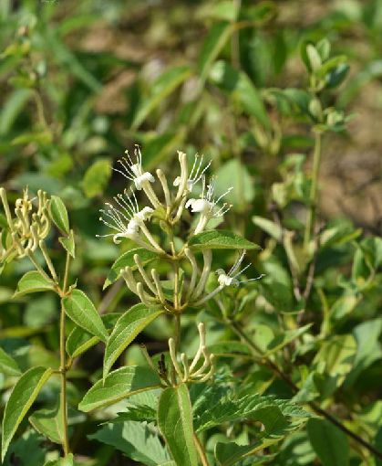  p>黄褐毛忍冬(学名: i>lonicera fulvotomentosa /i> hsu et s. c.