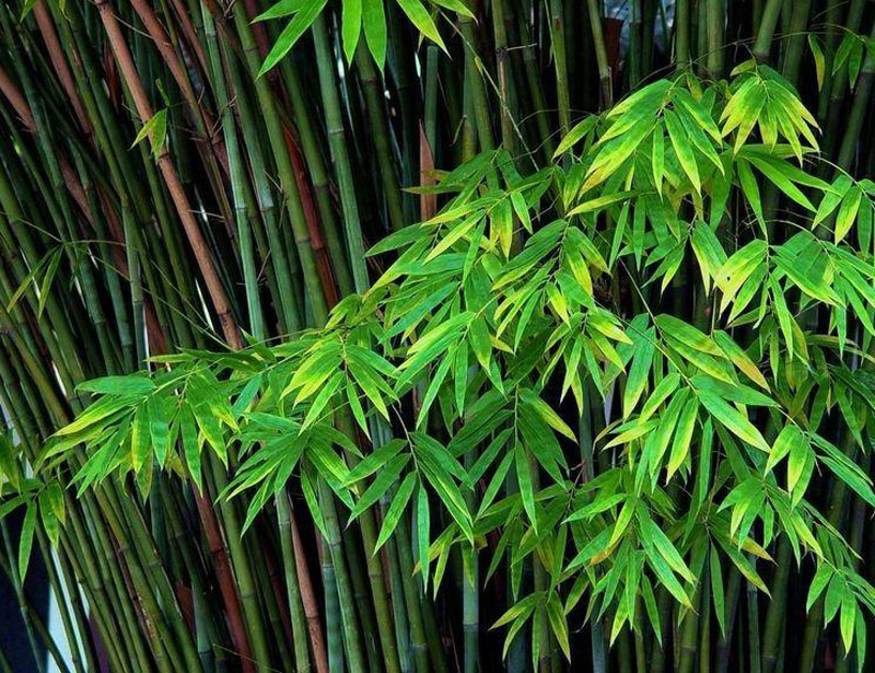 竹属 a href="#" data-lemmaid="1520017">灌木 /a>或乔木状竹类植物