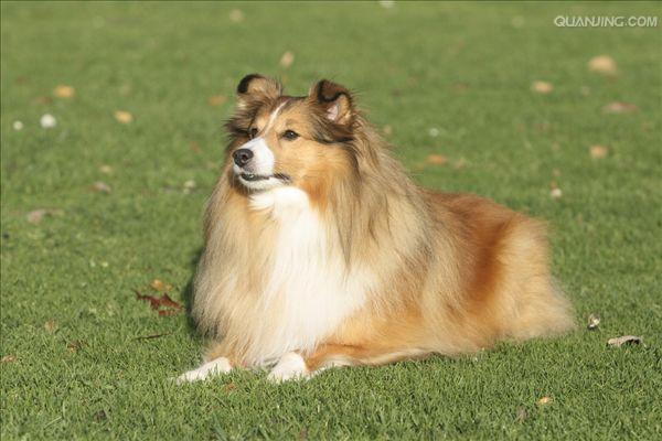 shetland sheepdog