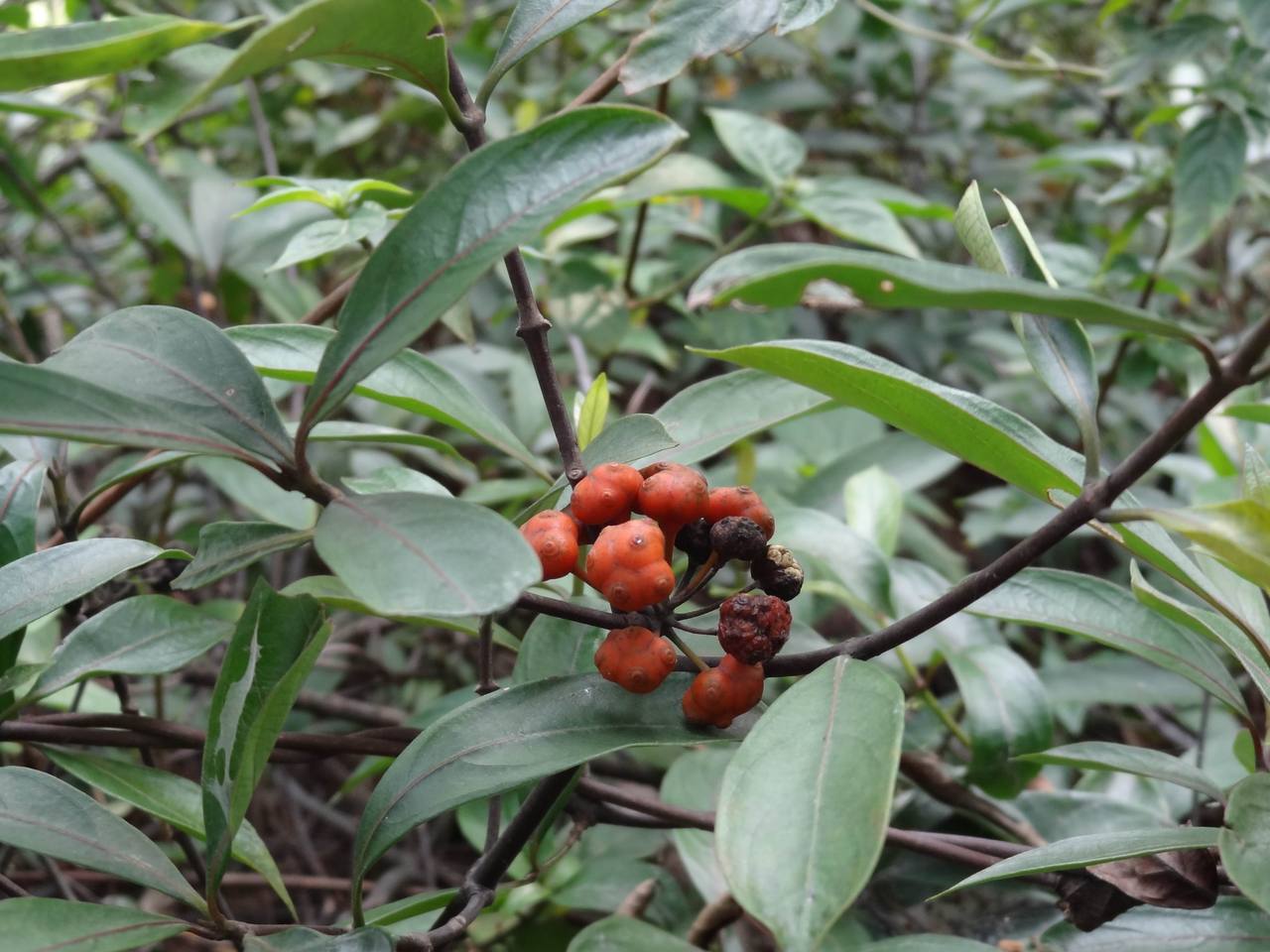 data-lemmaid="2946939">萝藦科 /a>植物须药藤 i>stelmatocrypton kh