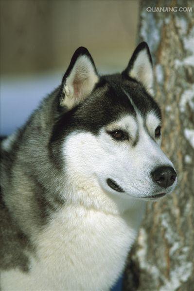西伯利亚雪橇犬