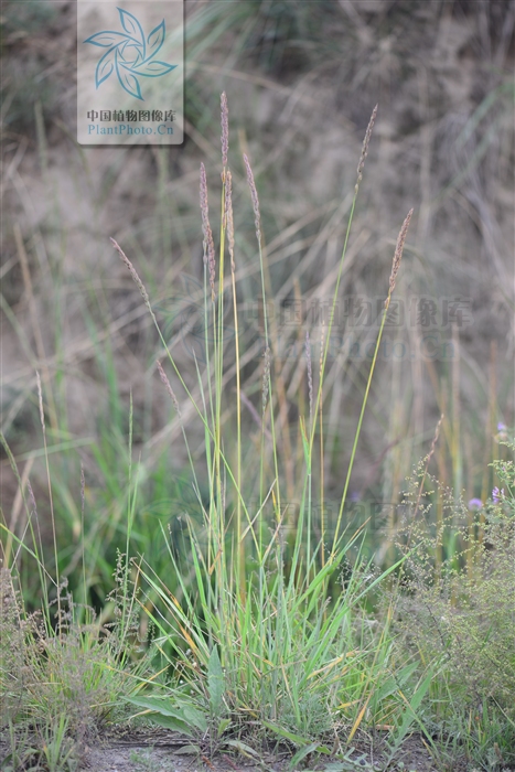  p>披碱草属 (elymus spp.