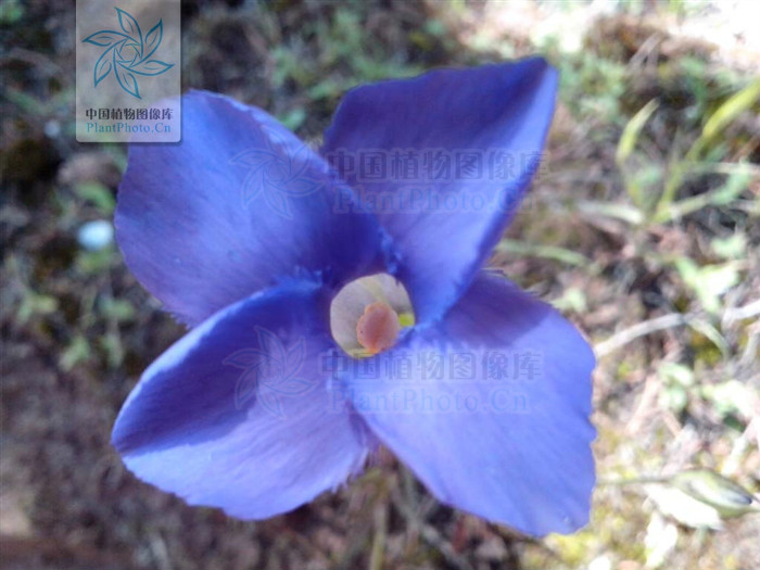 gentianopsis grandis (h. smith) ma