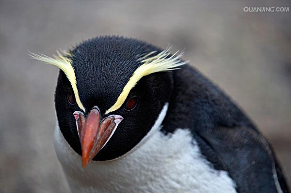 角企鹅属(eudyptes)