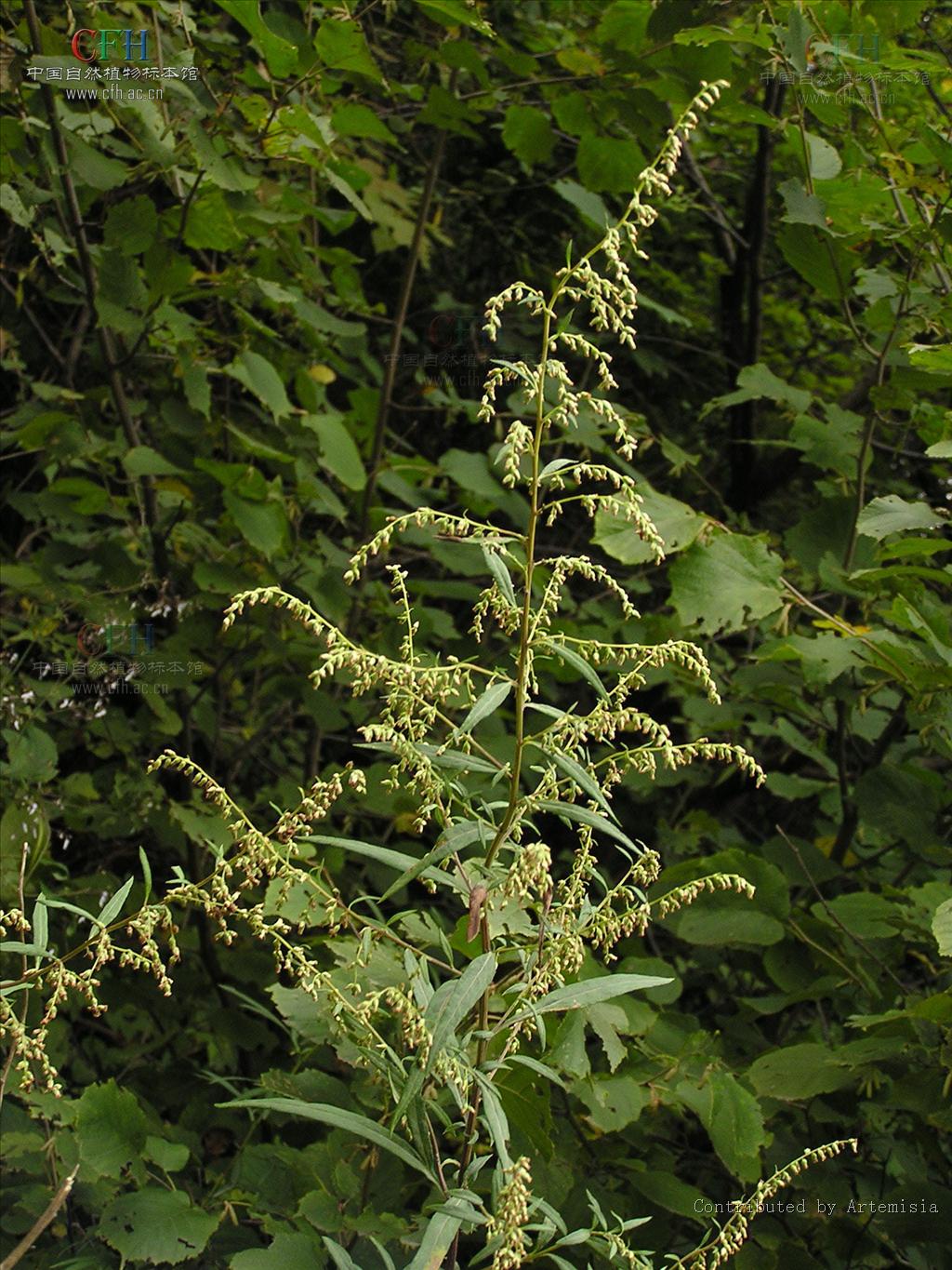  p>南艾蒿, a href="#" data-lemmaid="229000">被子植物门 /a>, a