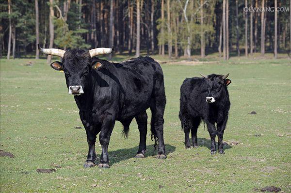 欧洲野牛(aurochs)