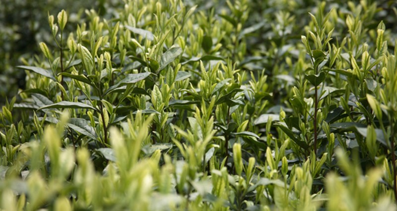  p>靖安白茶, a target="_blank" href="/item/江西省">江西省 /a> a