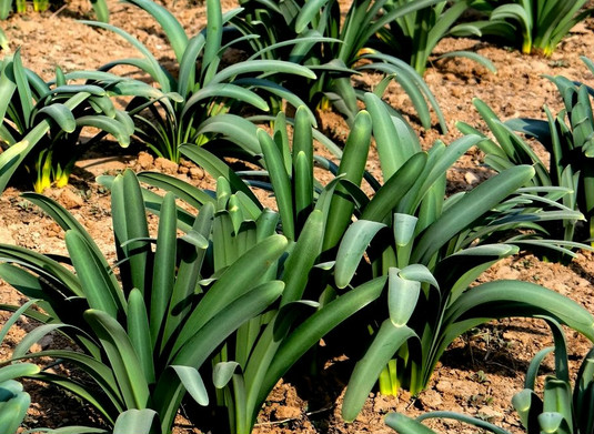  p>忽地笑(学名: i>lycoris aurea (l'hér.