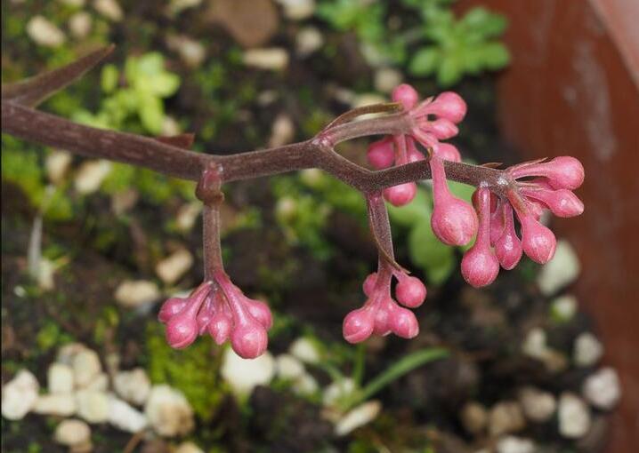  p data-id="gnfdeh3kqy">粗茎紫金牛( i>ardisia dasyrhizomatica /i