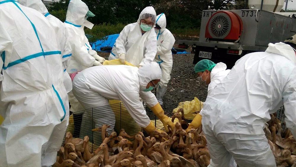 h5n2禽流感疫情