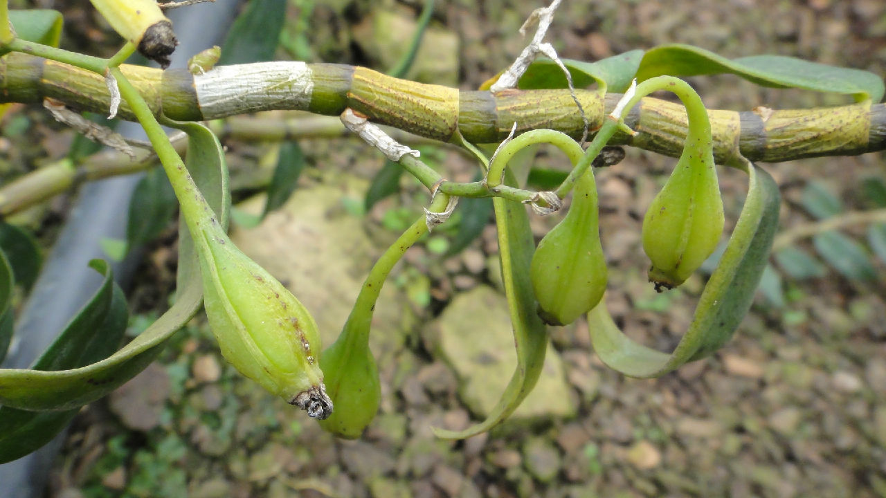 石斛─环草石斛