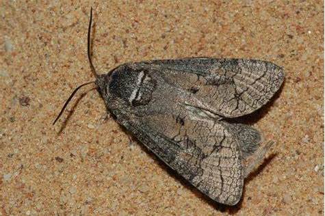 国槐小线角木蠹蛾