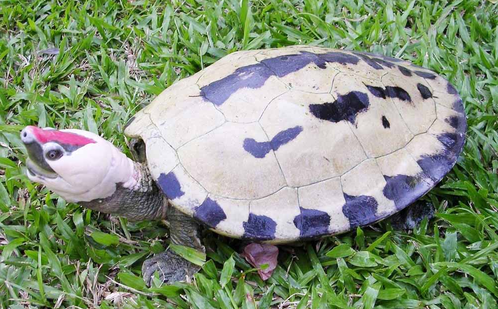  p>咸水龟(学名: i>batagur borneoensis /i>)是淡水龟科,咸水龟属的