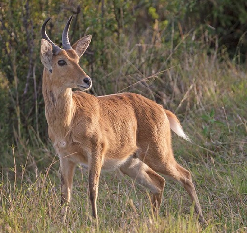 common reedbuck