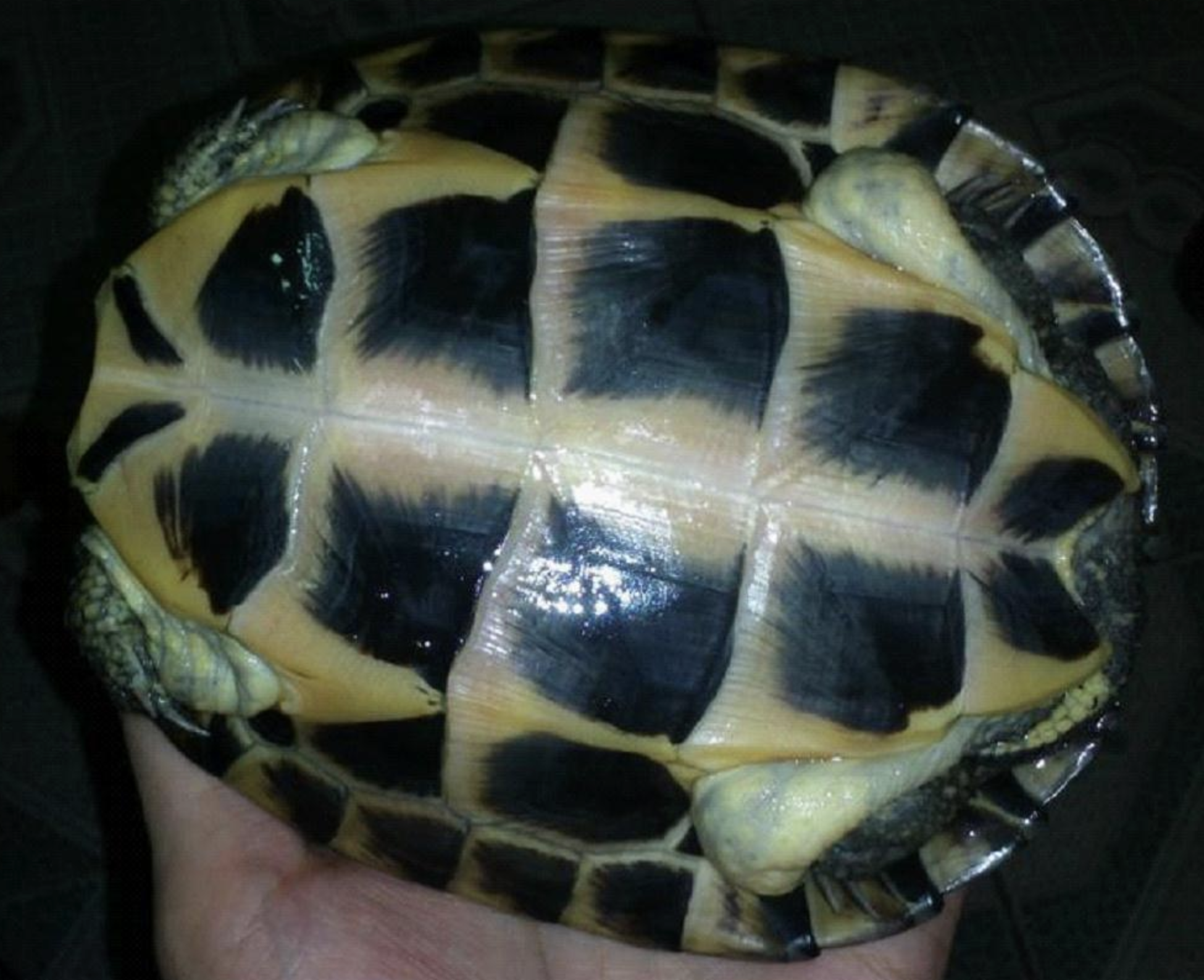  p>安南龟(学名: i>mauremys annamensis /i>)是地龟科,拟水龟属爬行