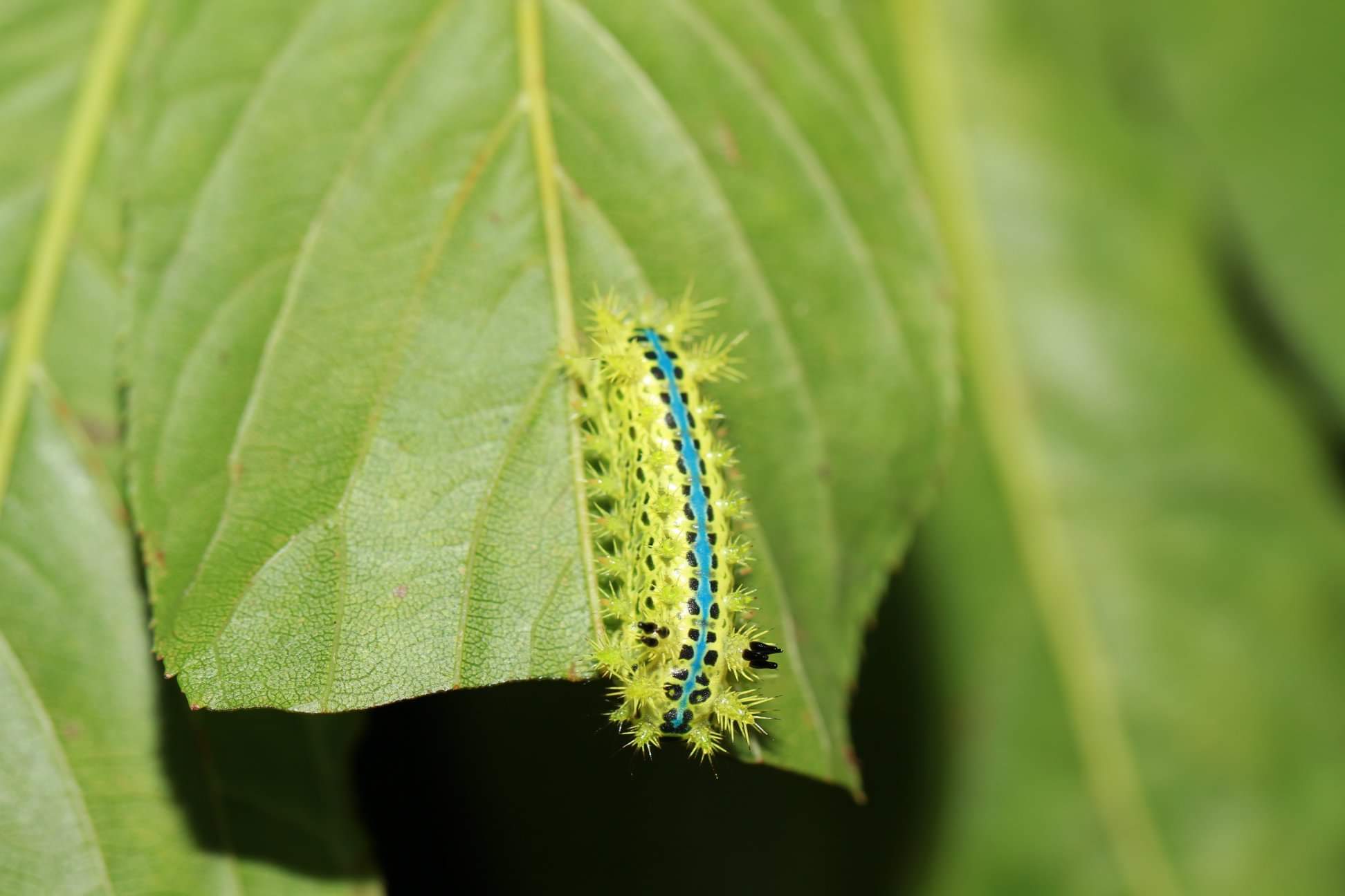  p data-id="gnbiqoc33w">褐边绿刺蛾(学名: i>parasa consocia /i> )