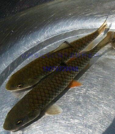 永春湖洋溪黑脊倒刺鲃国家级水产种质资源保护区