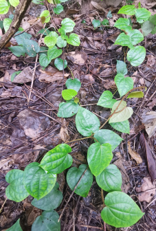 蒌叶（胡椒科胡椒属植物）_百度百科