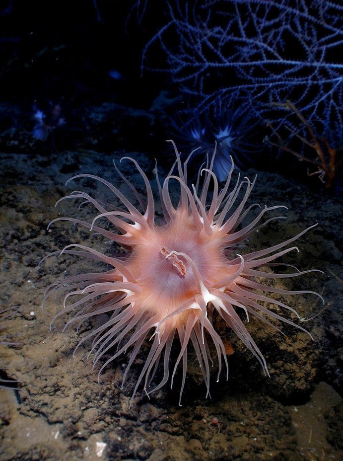 > (verrill, 1883), a target="_blank" href="/item/海葵目/2401165"