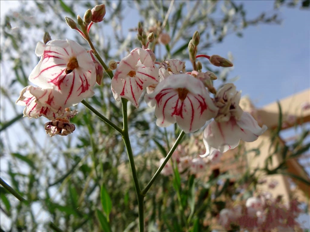  p>白麻(学名: i>apocynum pictum  /i>schrenk)是夹竹桃科,白麻属