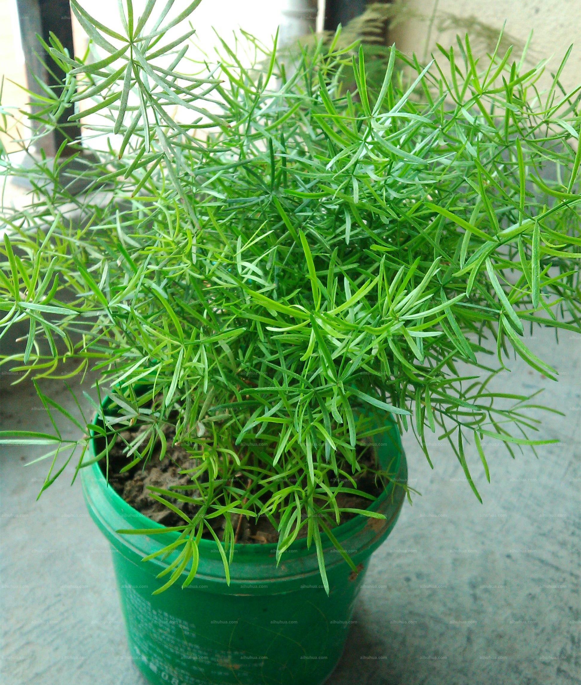 天门冬科天门冬属多年生草本植物;茎长可达2米,基部木质化有短刺