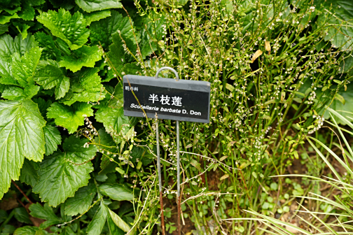 半枝莲