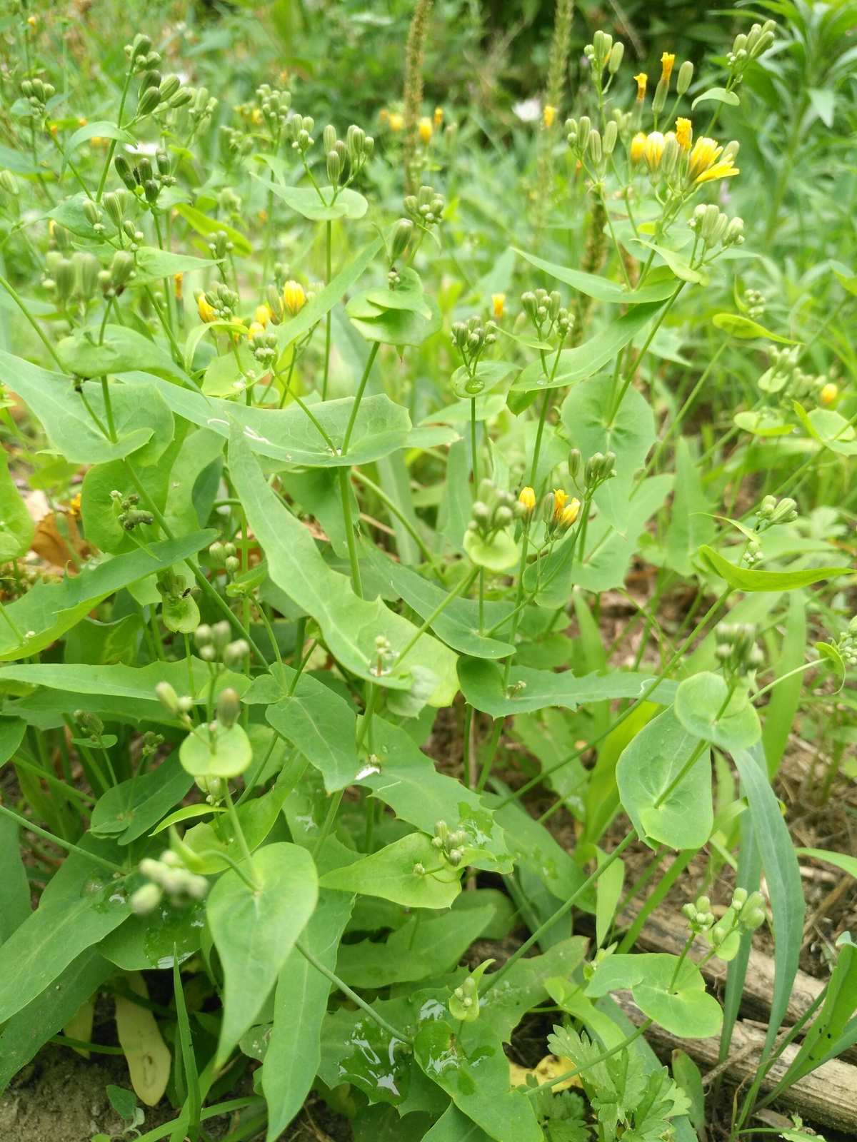 pak & kawano)是菊科假还阳参属的草本植物