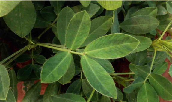 花生条纹病毒病