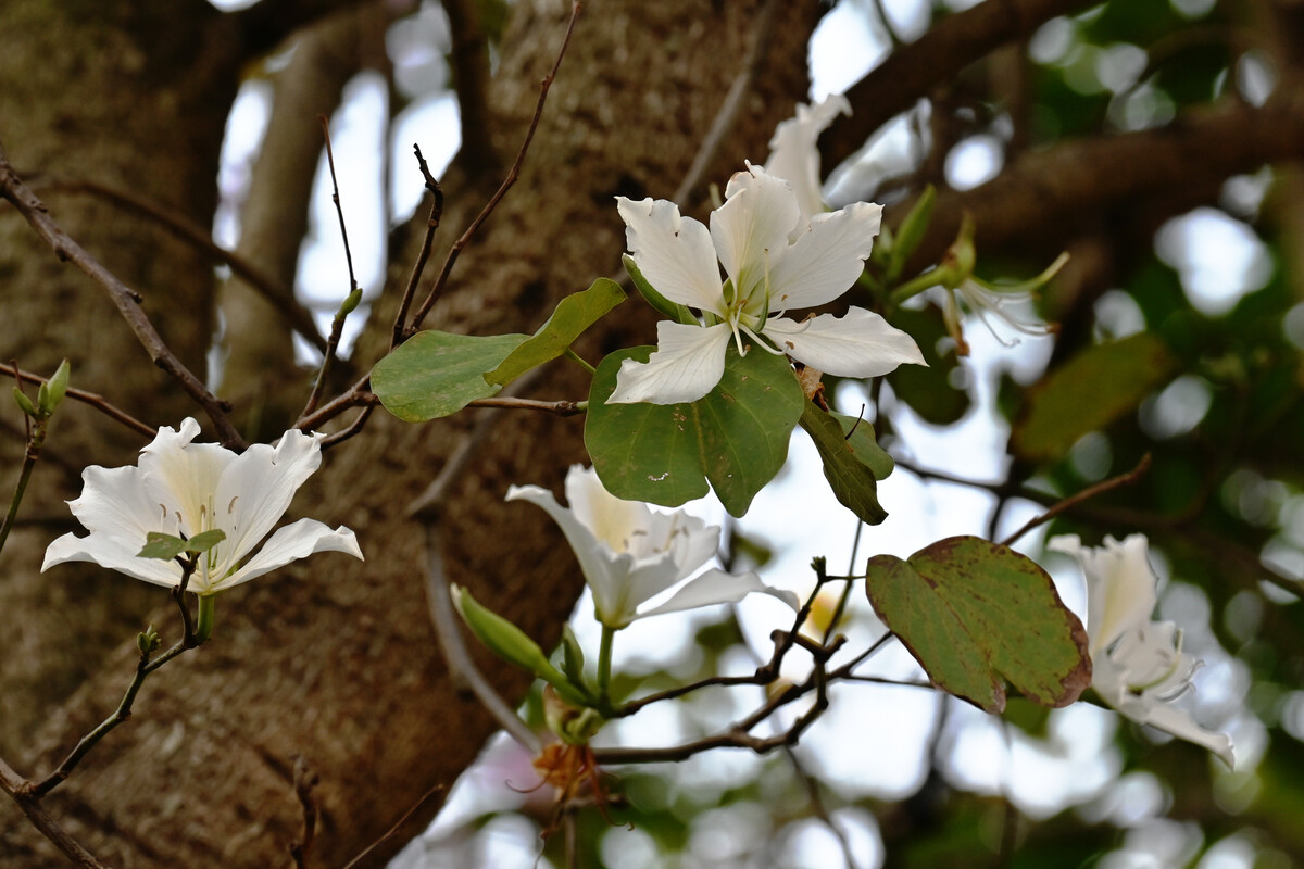白花羊蹄甲家系217