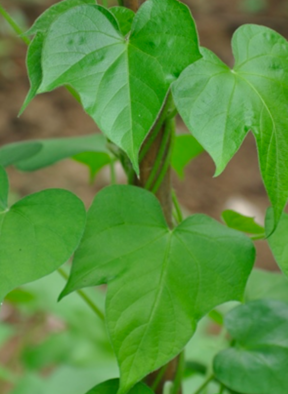  p data-id="tbuw2b6pq8jn">裂叶牵牛是旋花科,番薯属的一年生攀缘
