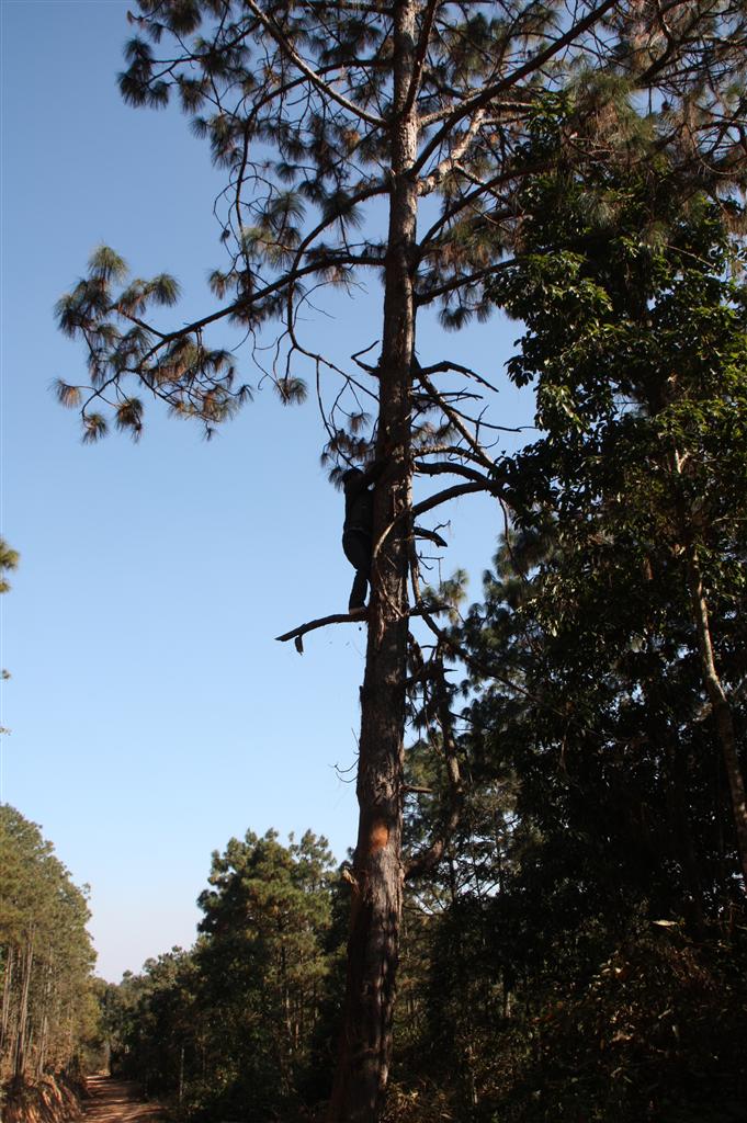 云南松双柏家系27号