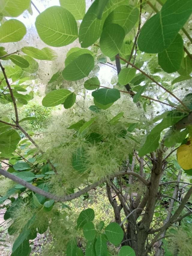 黄栌，绿植中最个性的植物，你对它了解有多少_百科TA说