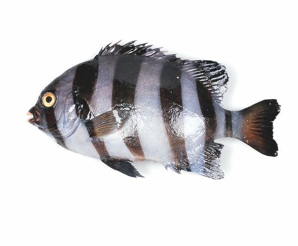  p>条石鲷(学名: i>oplegnathus fasciatus /i>)是石鲷科,石鲷属一种