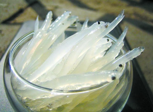 武湖银鱼