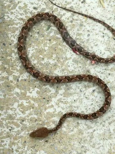  p>原矛头蝮(学名: i>protobothrops mucrosquamatus /i>),又名为龟壳