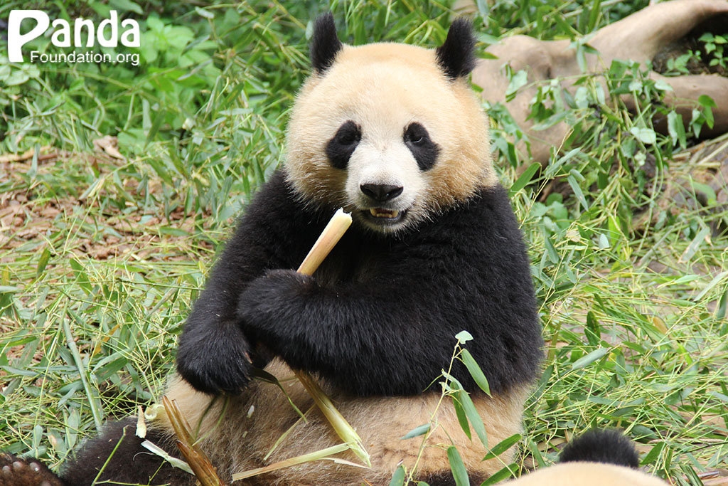 "t3u4okaunojg">润玥, a target="_blank" href="/item/大熊猫/34935"